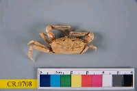 藏品(短身大眼蟹)的圖片